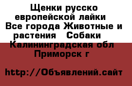 Щенки русско европейской лайки - Все города Животные и растения » Собаки   . Калининградская обл.,Приморск г.